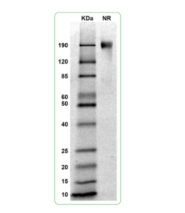 MW: Molecular Weight marker reduced condition
NR: FGFR4 dimer under non-reduced condition
